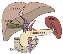 Die Bauchspeicheldrse mit den umgebenden Organen